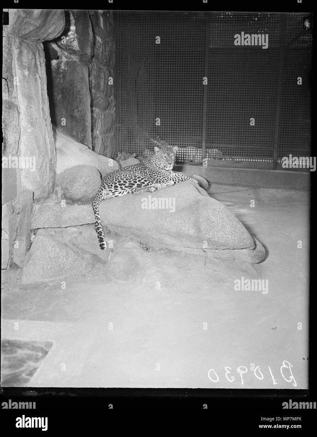 Leopardo Foto Stock