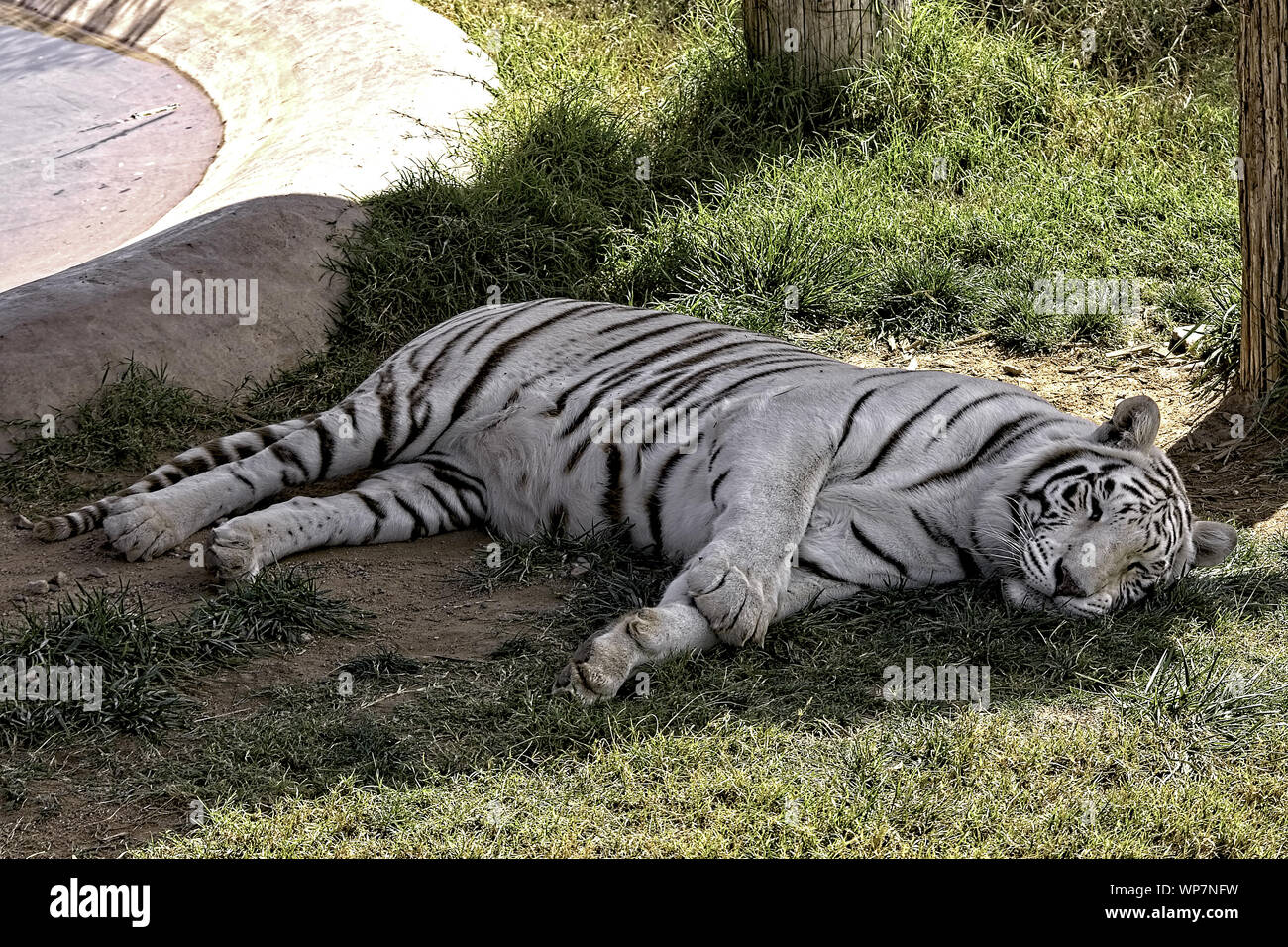 Bianco tigre del Bengala. La posa a terra. Corpo pieno shot Foto stock -  Alamy