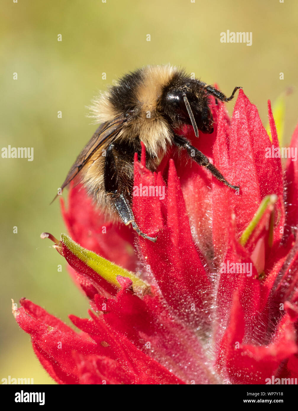 High Country Bumble Bee (Bombus kirbiellus) rovistando in Castilleja fiori (Indian Paintbrush), Pasayten deserto, Washington Foto Stock