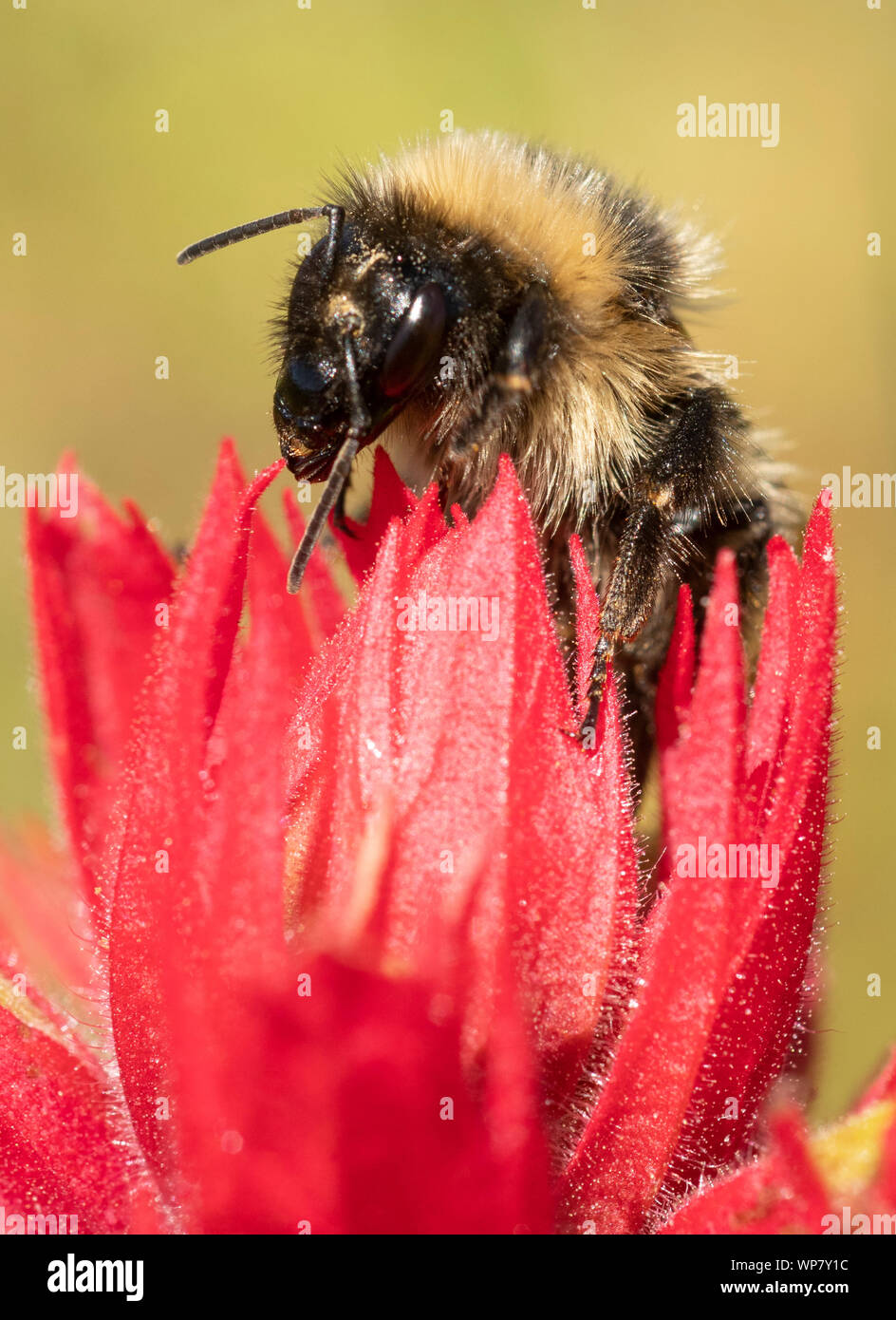 High Country Bumble Bee (Bombus kirbiellus) rovistando in Castilleja fiori (Indian Paintbrush), Pasayten deserto, Washington Foto Stock