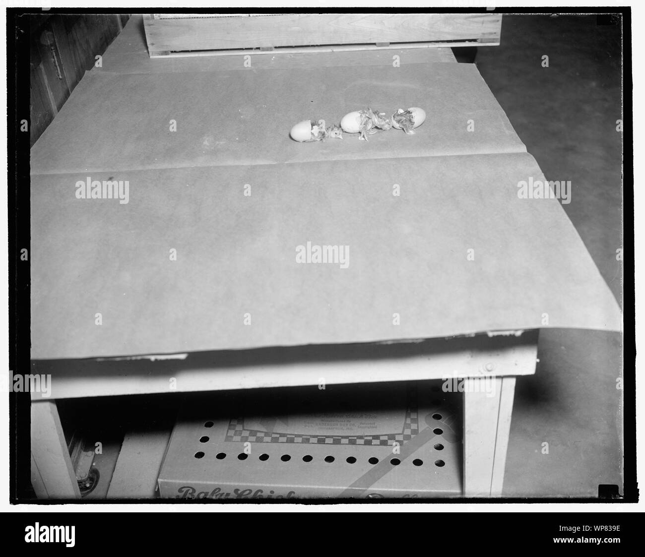 La vita inizia: Baby pulcini vedere la prima luce del giorno come essi siano nati da uova provviste di pedigree, 1/19/38 Foto Stock