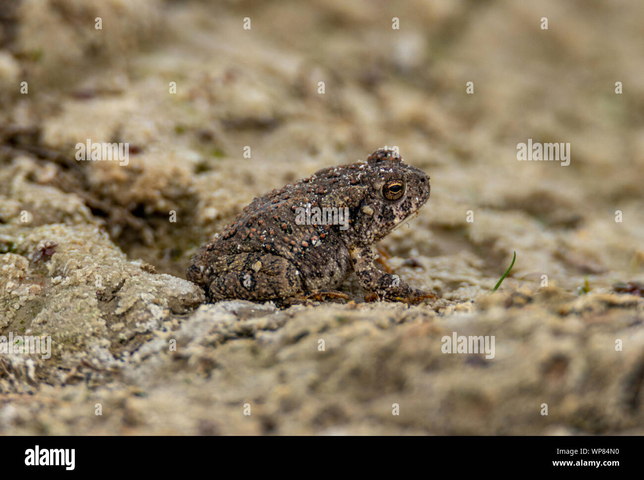 Red Spotted Toad ( Anaxyrus punctatus) Colorado,USA Foto Stock