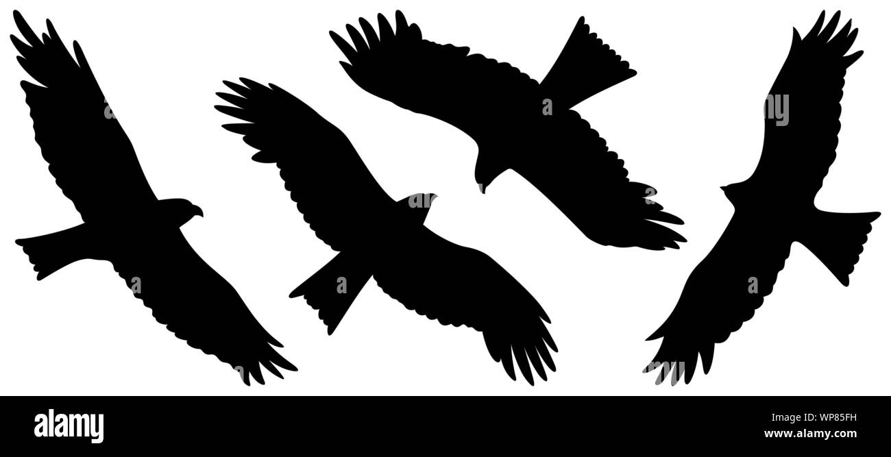 Eagle sagome isolati su bianco. Illustrazione Vettoriale Illustrazione Vettoriale