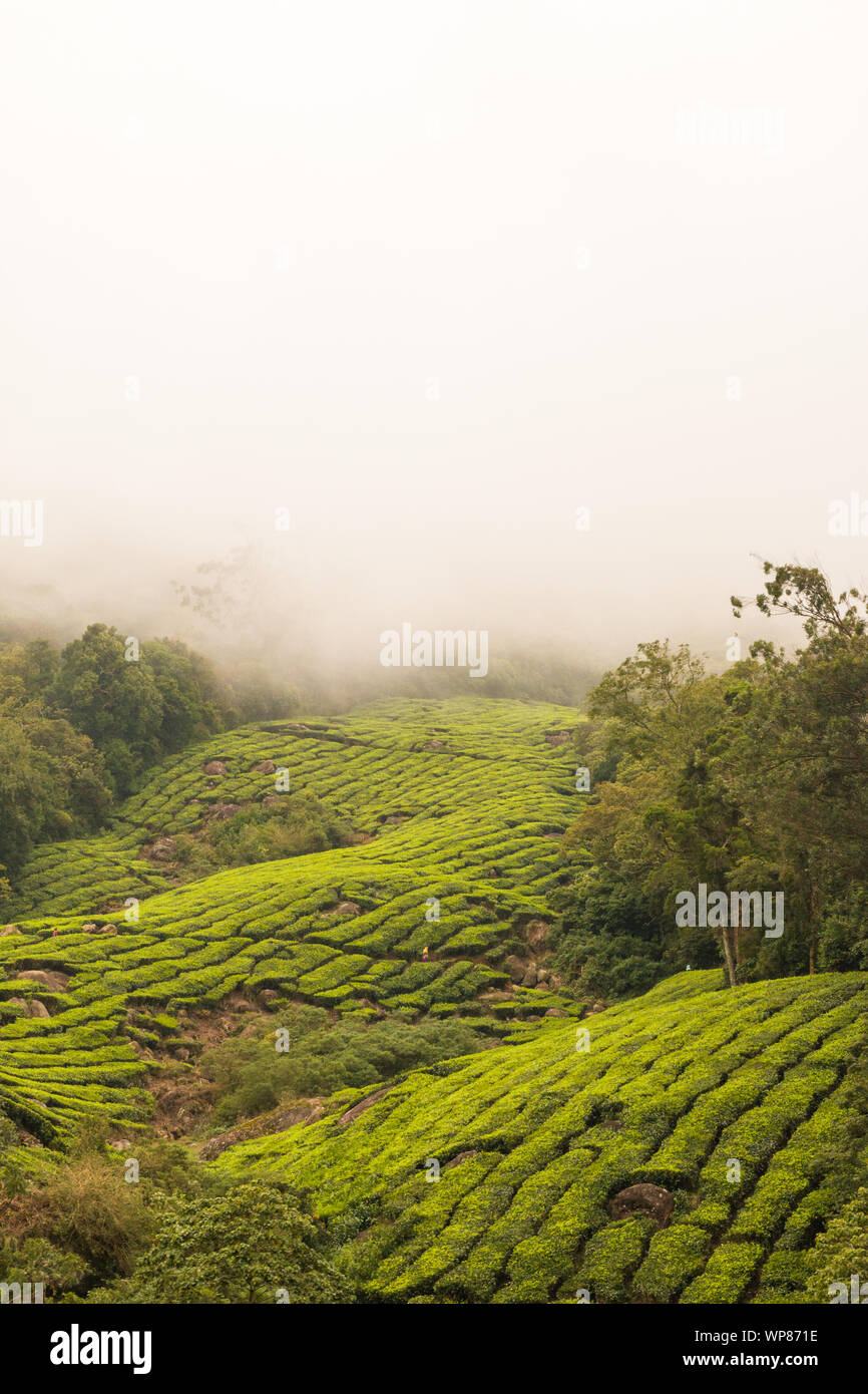 Immagine del paesaggio di piantagioni di tè che sono alto come le nuvole in Kerala e Tamil Nadu confine. Foto Stock