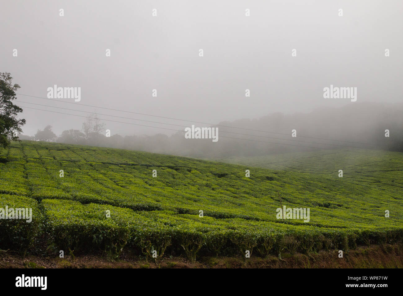 Immagine del paesaggio di piantagioni di tè che sono alto come le nuvole in Kerala e Tamil Nadu confine. Foto Stock