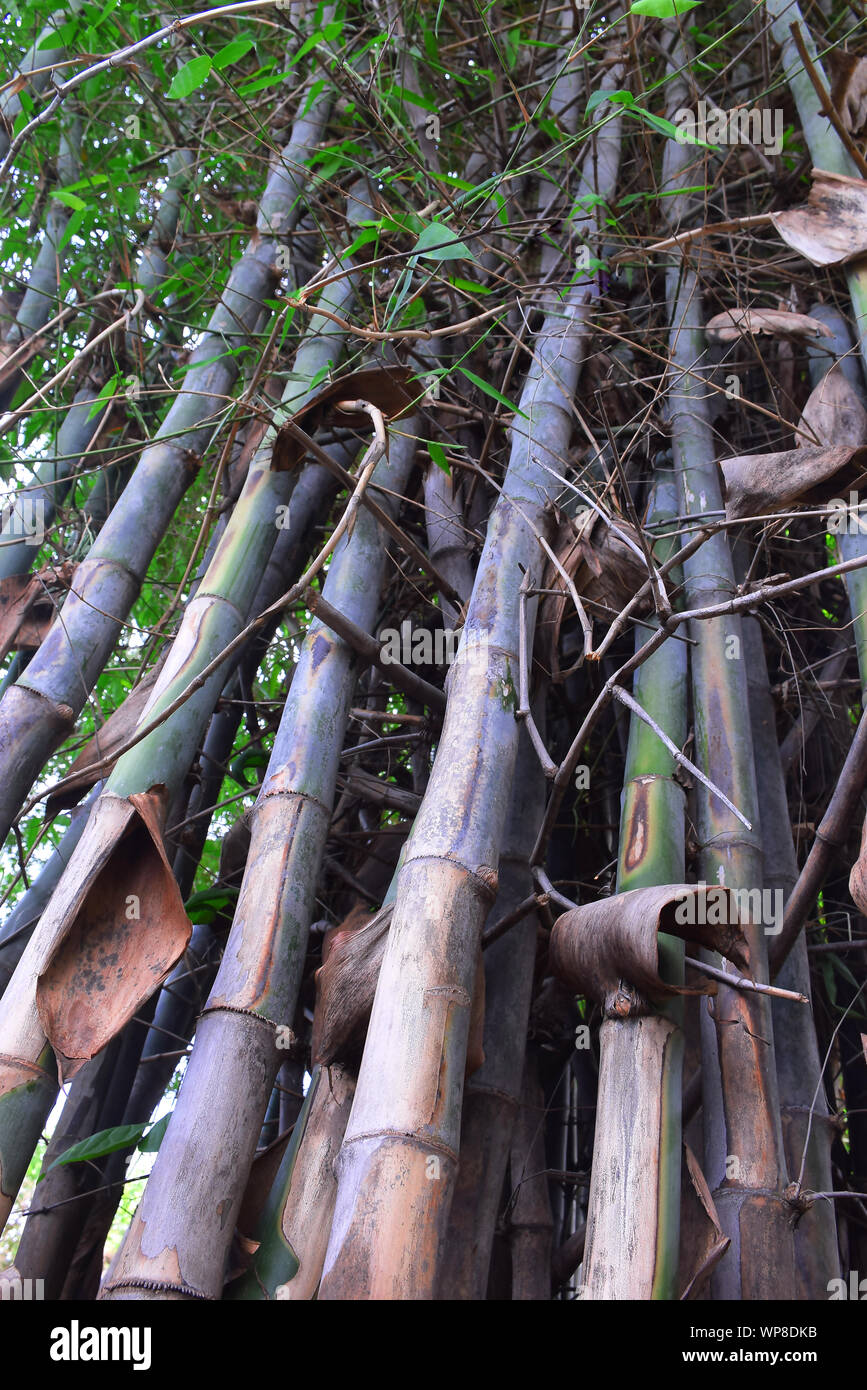 Boschetto di bambù, foreste di bambù verde naturale e uno sfondo grigio Foto Stock