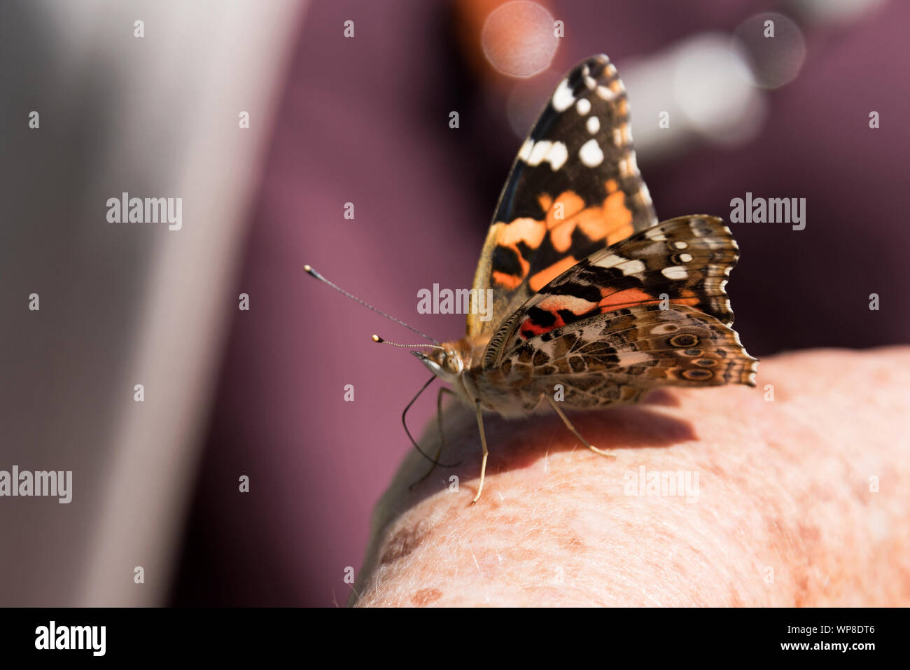 Dipinto di Lady butterfly (Vanessa cardui) seduti sulla donna di mano. Foto Stock