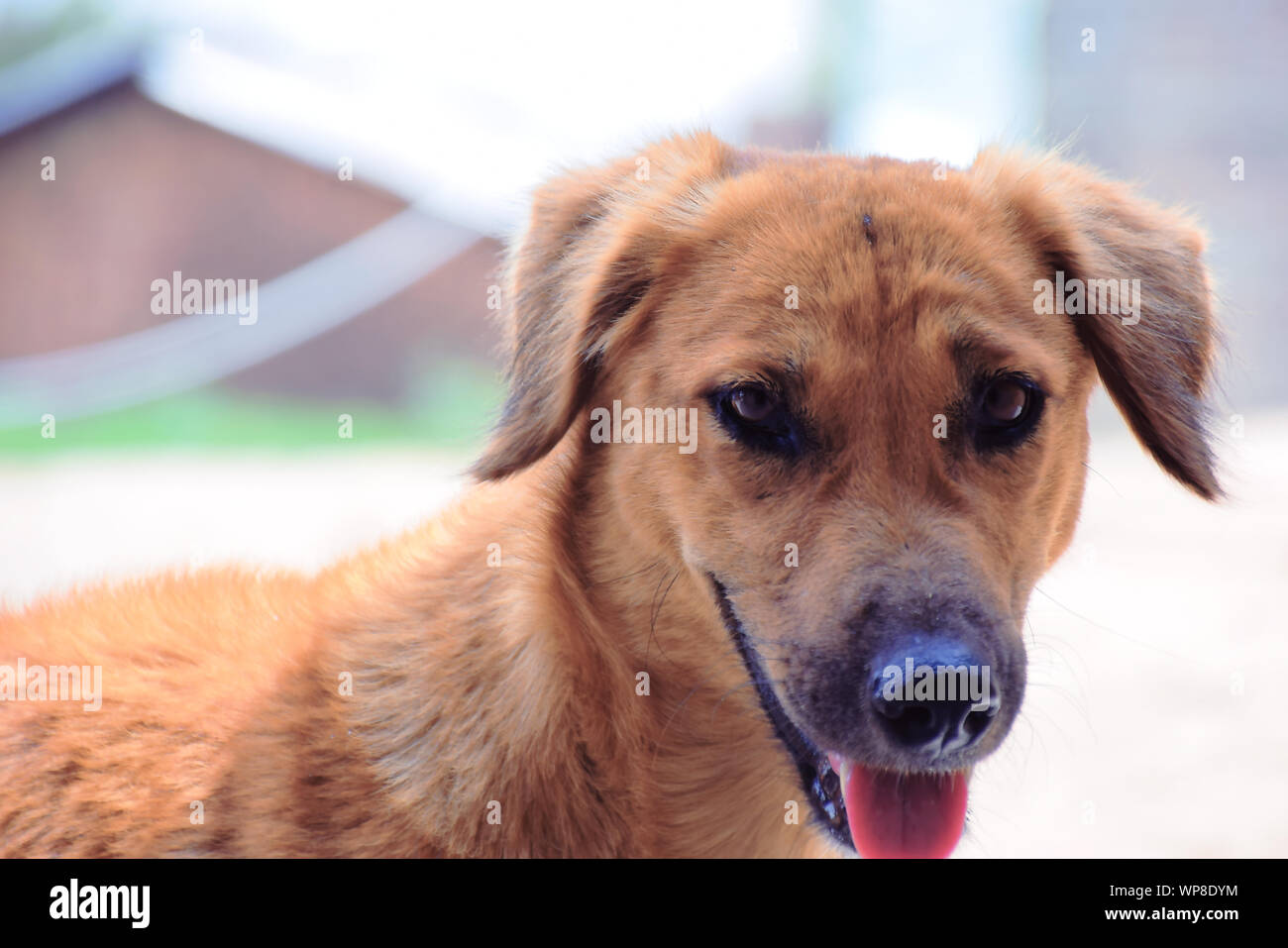 Cane cercando nella fotocamera su una sfocatura sullo sfondo Foto Stock