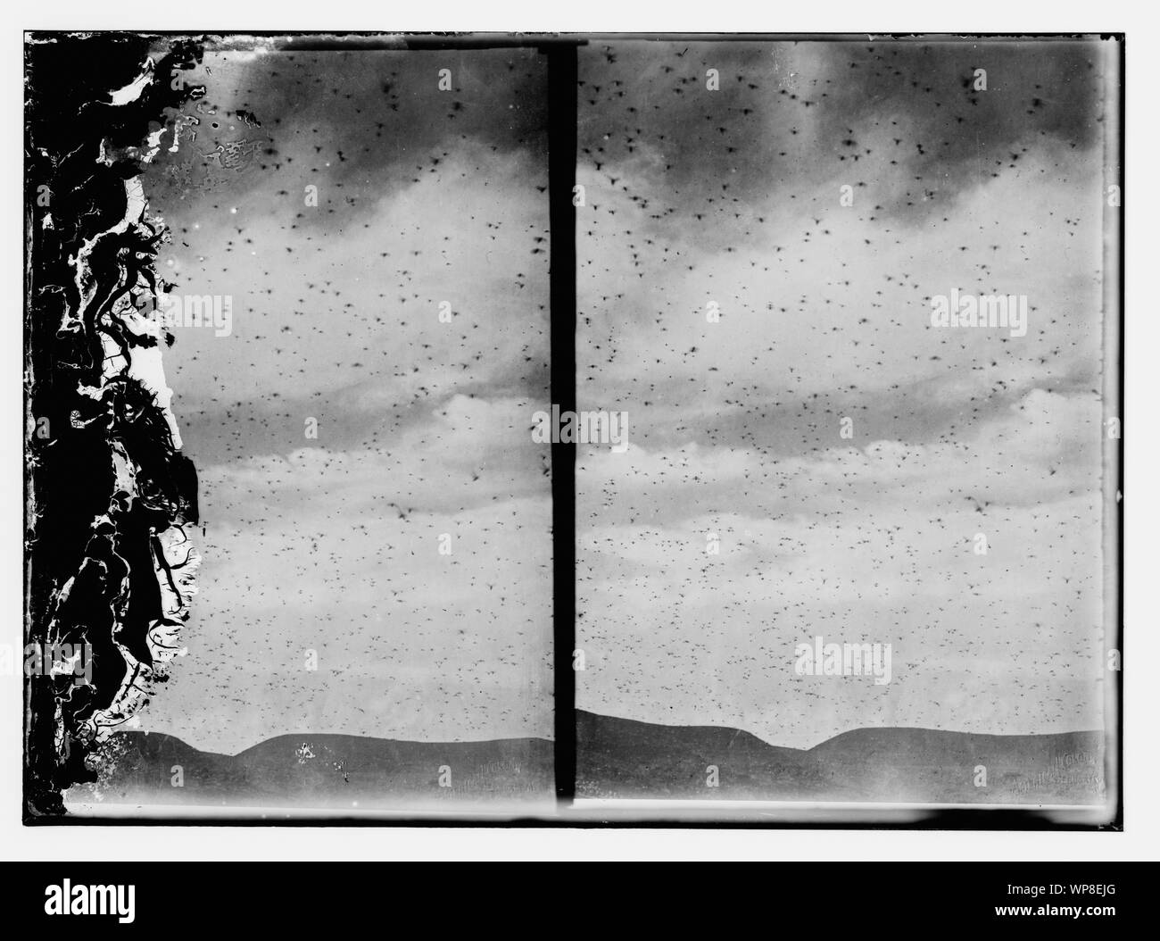 Locust nel cielo Foto Stock