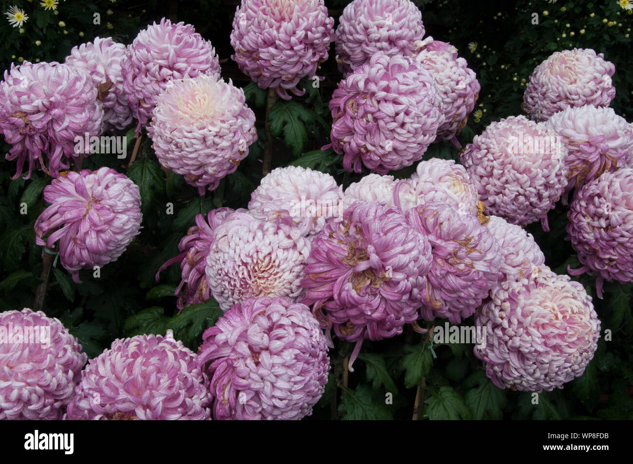 Le Peonie prosperare accanto al Drago Nero piscina, Lijiang, Yunnan, Cina Foto Stock