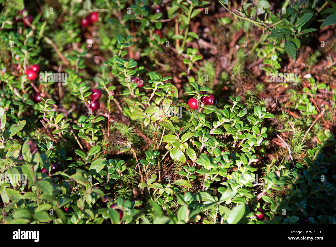 Mirtillo Rosso con bacche (Vaccinium vitis-idaea), Guarnizione Harbor, Maine Foto Stock