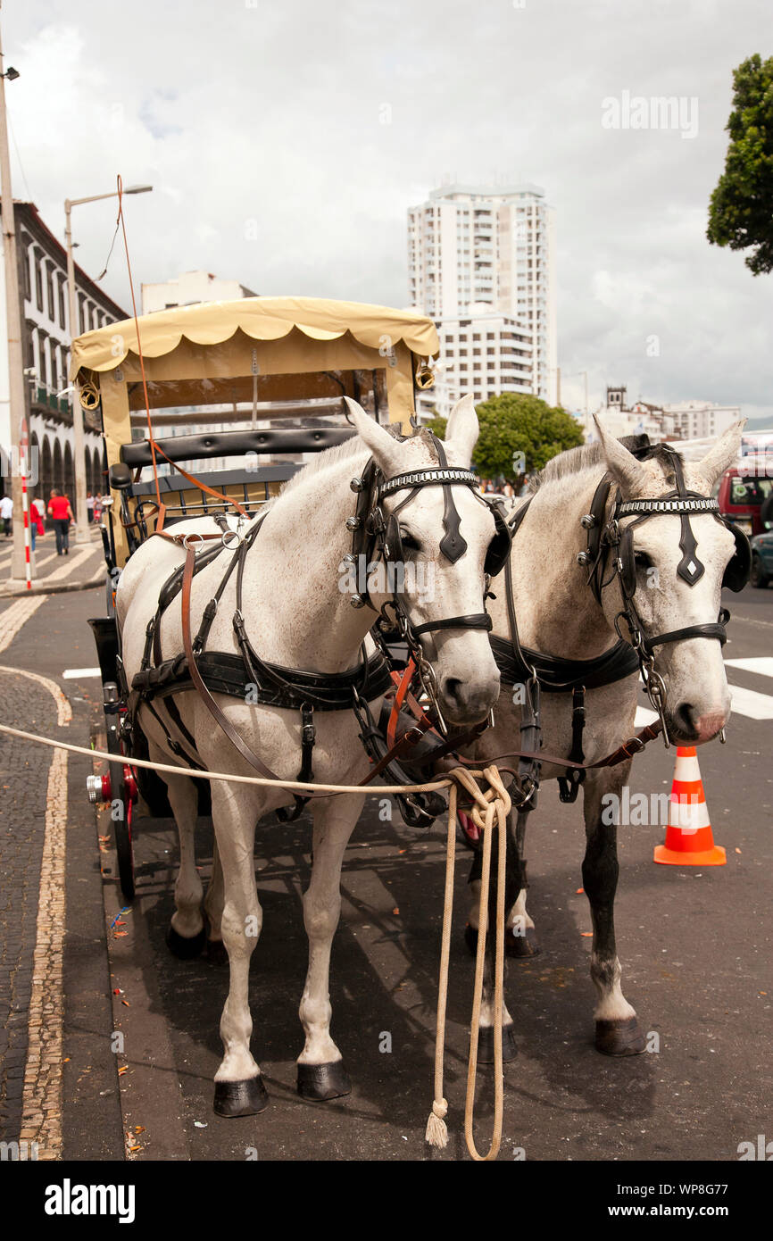 Carrozza trainata da cavalli nella città portoghese di Ponta Delgada. Sao Miguel island, isole Azzorre, Portogallo. Foto Stock