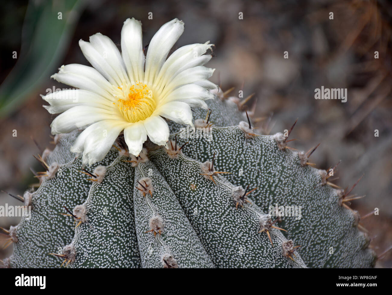 Fioritura Astrophytum Ornatum o vescovi cappuccio dall'altopiano centrale del Messico Foto Stock