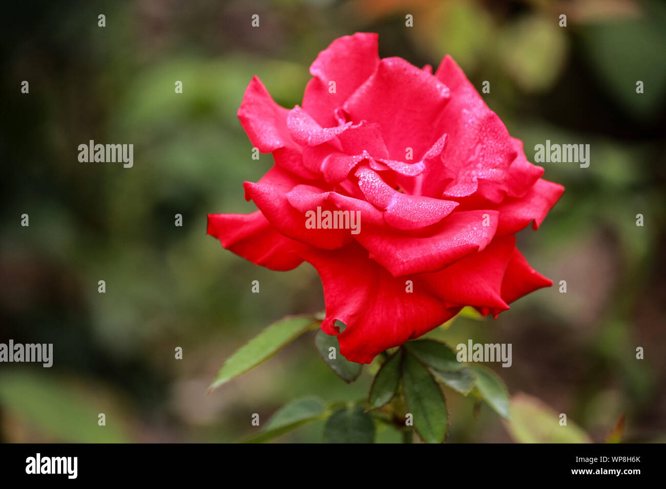 Rosa "Olimpiade" Foto Stock