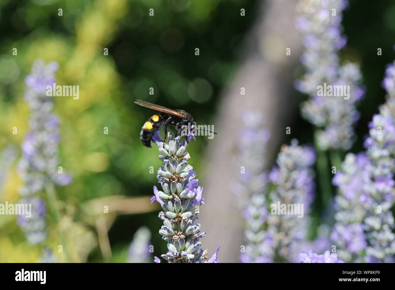Mammoth wasp megascolia latina maculata famiglia scoliidae il più grande wasp in Europa questo è un maschio con una testina del nero alimentazione su lavanda in Italia Foto Stock