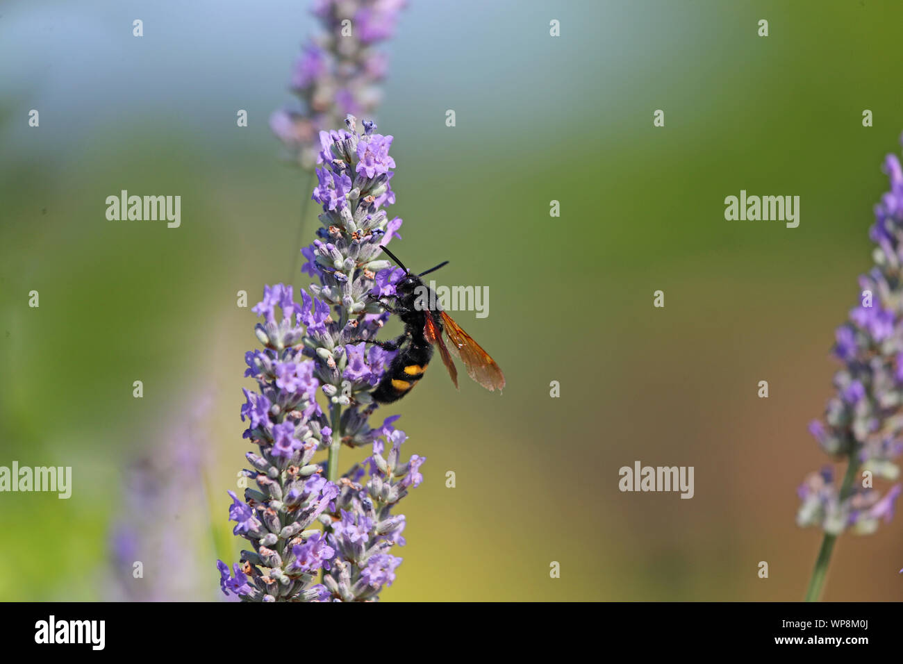 Mammoth wasp megascolia latina maculata famiglia scoliidae il più grande wasp in Europa questo è un maschio con una testina del nero alimentazione su lavanda in Italia Foto Stock