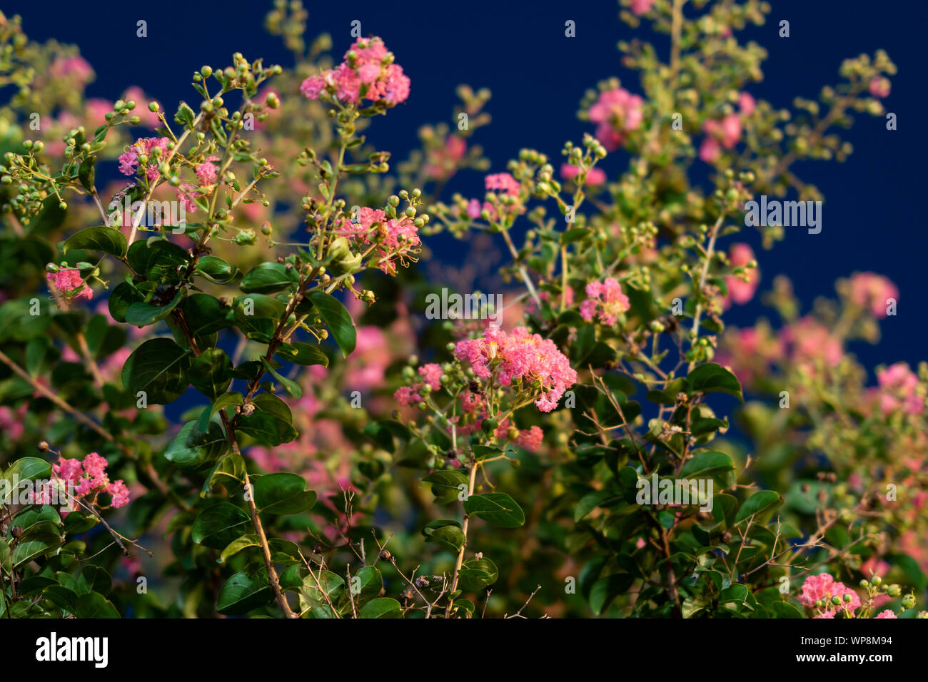 Arricciato mirto ( Lagerstroemia indica ), fioritura di notte, Setagaya-Ku, Tokyo, Giappone Foto Stock