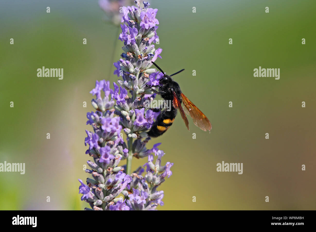Mammoth wasp megascolia latina maculata famiglia scoliidae il più grande wasp in Europa questo è un maschio con una testina del nero alimentazione su lavanda in Italia Foto Stock