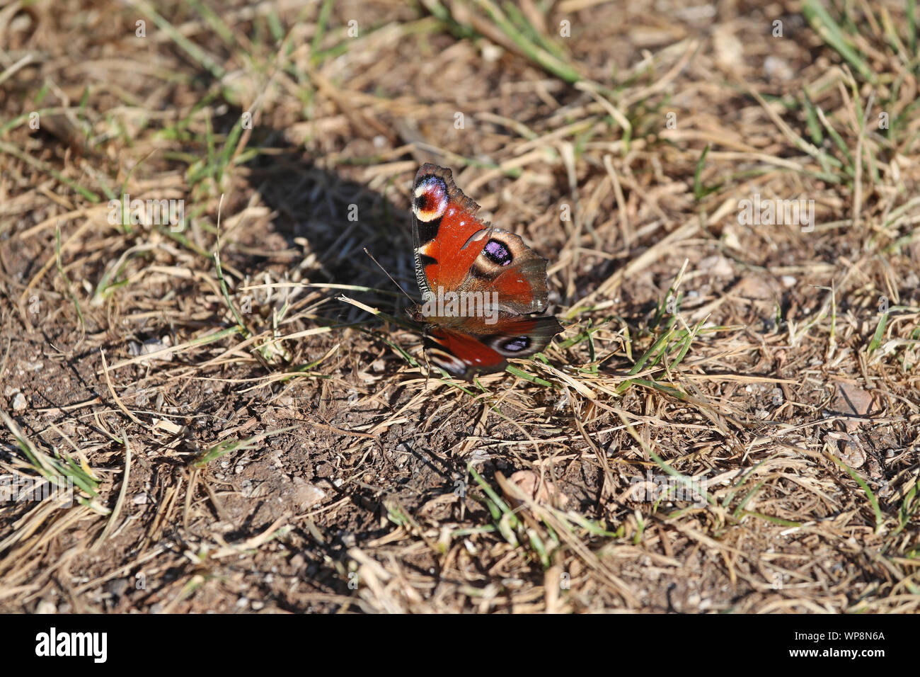 Farfalla pavone latino Aglais io vicino all'alimentazione sui pascoli in estate a Colfiorito in Umbria in Italia Foto Stock