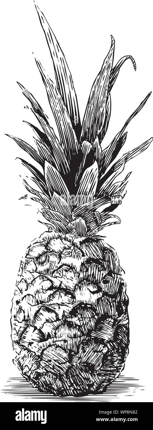 Xilografia illustrazione di un ananas. Illustrazione Vettoriale
