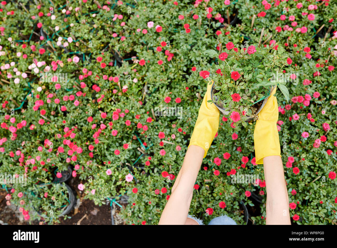 Anche se si indossano guanti di giardiniere holding POT del fiore che sboccia con piccole gemme rosa Foto Stock