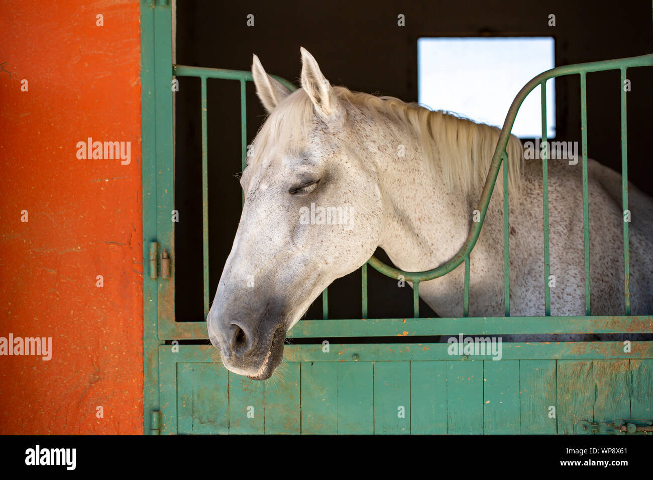 Stabile e Cavallo, corsa di cavalli cura Foto Stock