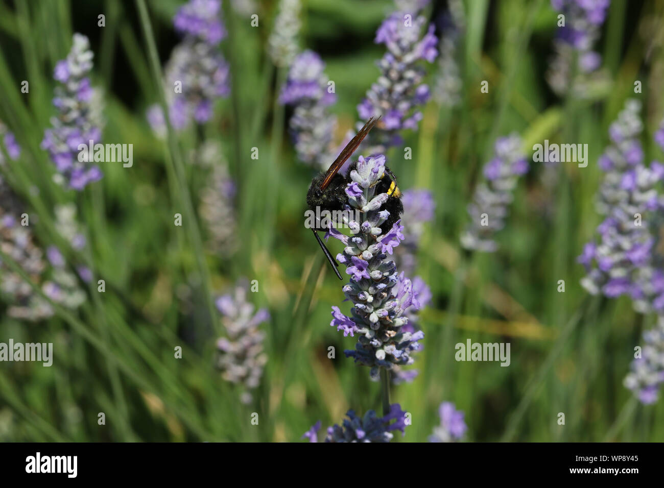 Mammoth wasp megascolia latina maculata famiglia scoliidae il più grande wasp in Europa questo è un maschio con una testina del nero alimentazione su lavanda in Italia Foto Stock
