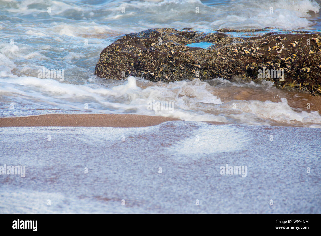 Pomeriggio Un forte marea marea con le onde che si infrangono sulle rocce sulle rocce con forti onde schiumose, una risacca, un lato wash. Reale onde arrabbiato. Foto Stock