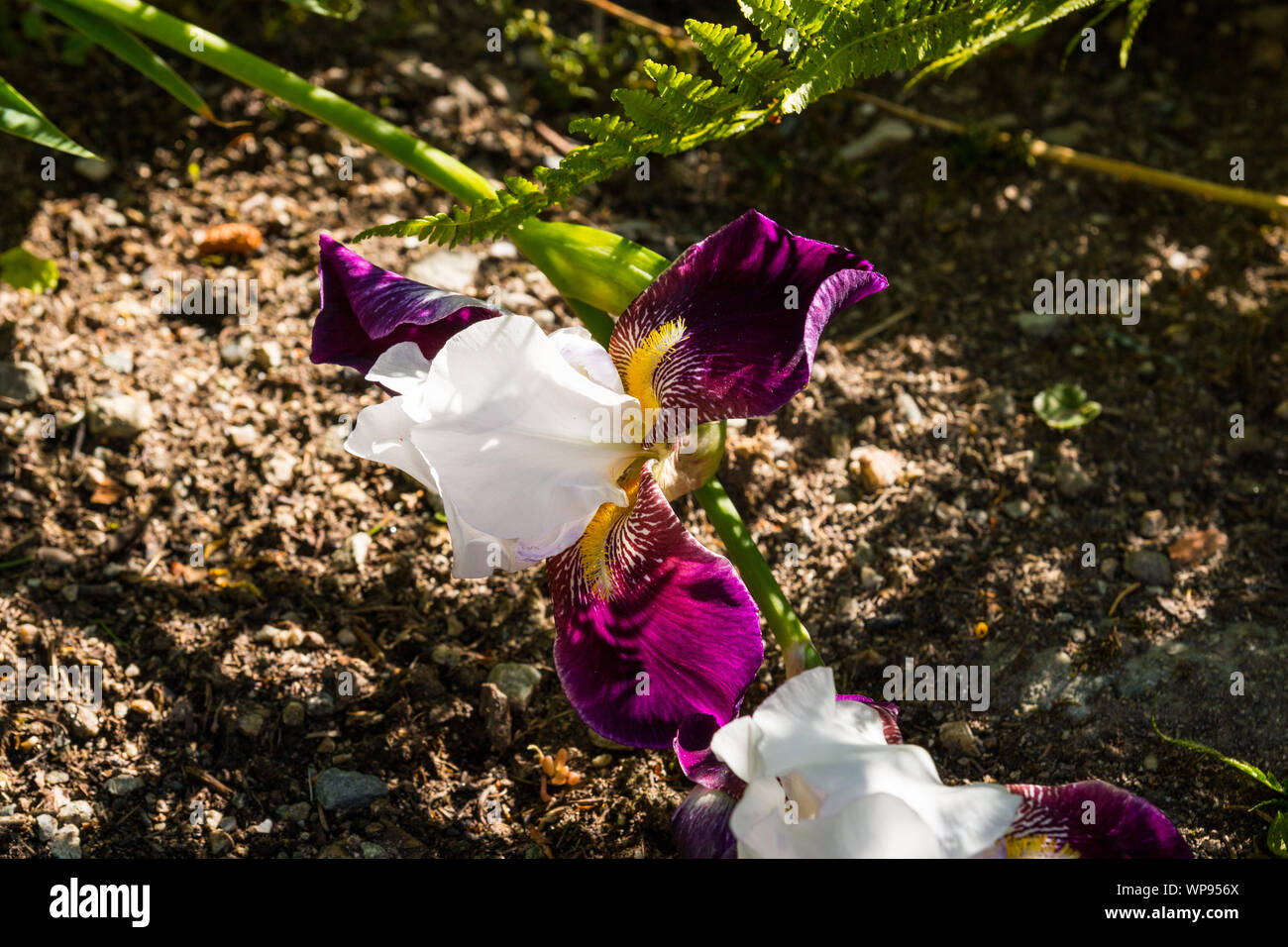 Varie specie di fiori e di flora alpina, il giardino botanico di Castel Savoia, Gressoney-Saint-Jean, Aosta, Valle d'Aosta, Italia Foto Stock