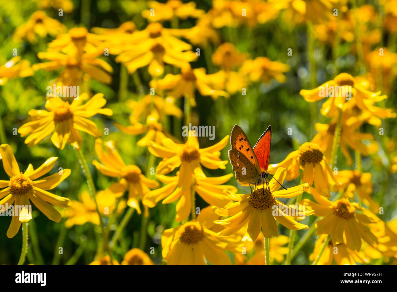 Varie specie di fiori e di flora alpina, il giardino botanico di Castel Savoia, Gressoney-Saint-Jean, Aosta, Valle d'Aosta, Italia Foto Stock