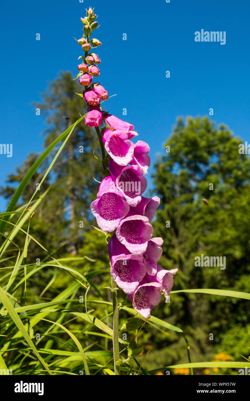 Varie specie di fiori e di flora alpina, il giardino botanico di Castel Savoia, Gressoney-Saint-Jean, Aosta, Valle d'Aosta, Italia Foto Stock