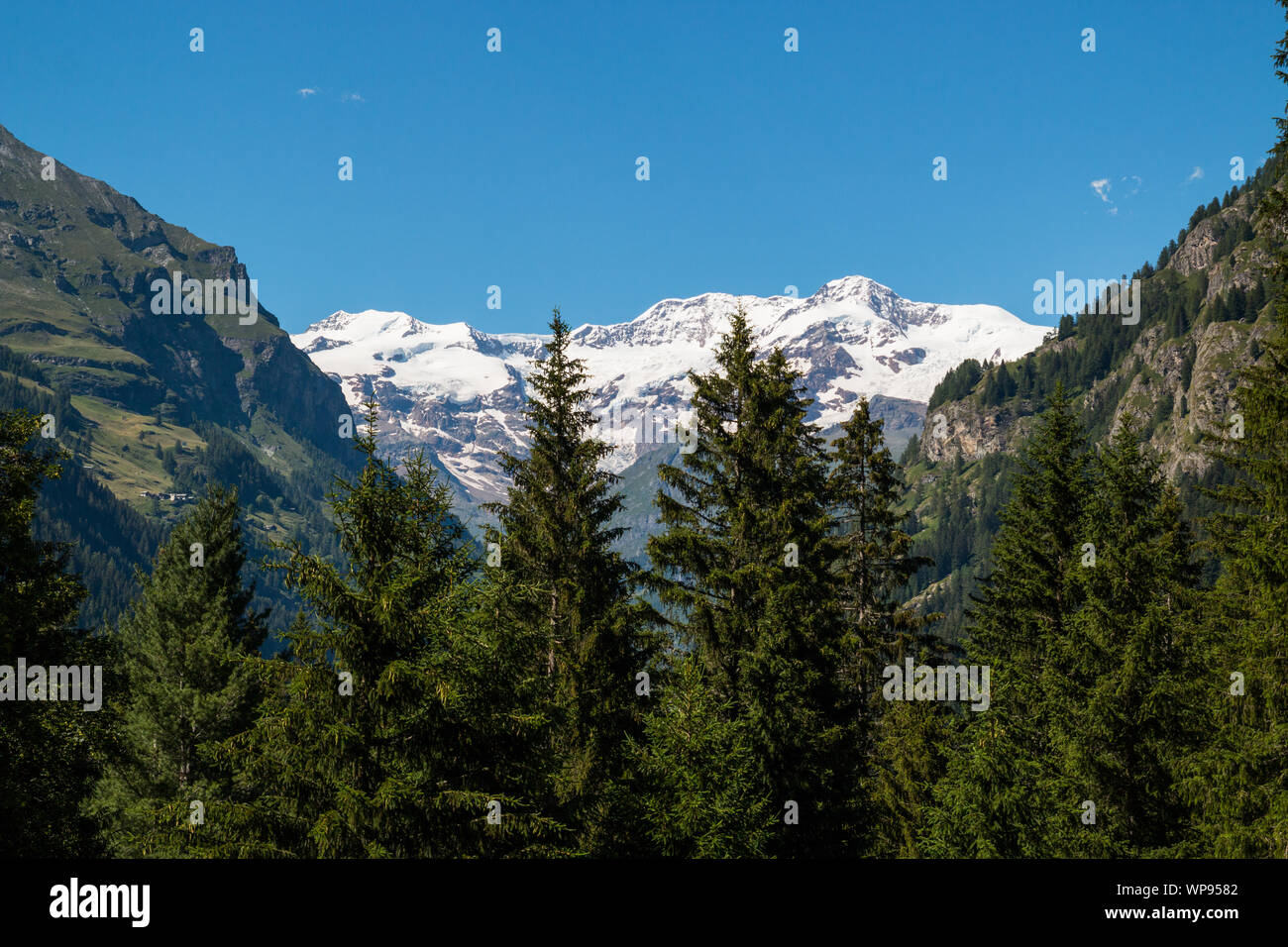 Varie specie di fiori e di flora alpina, il giardino botanico di Castel Savoia, Gressoney-Saint-Jean, Aosta, Valle d'Aosta, Italia Foto Stock