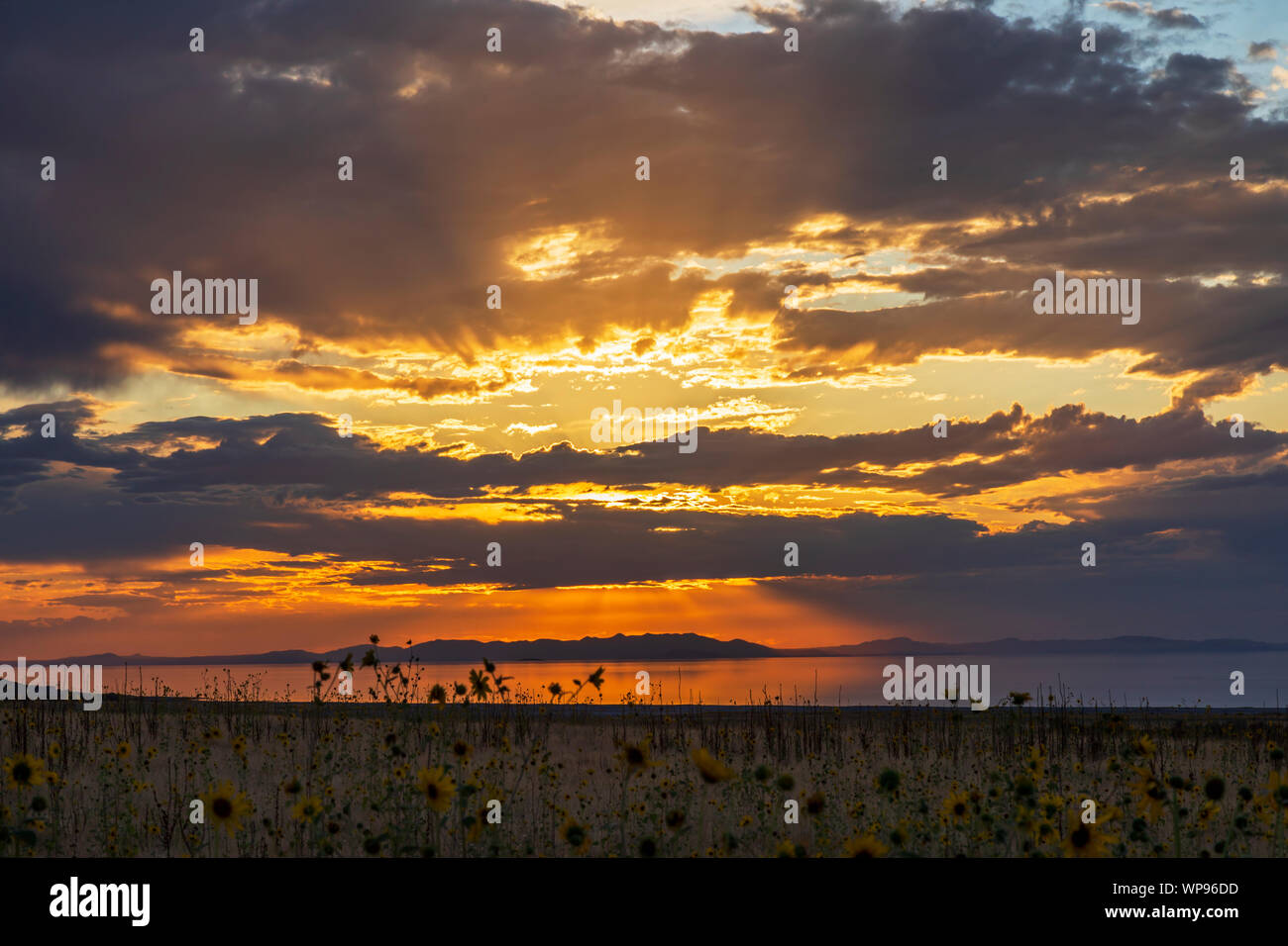I raggi del sole che illumina le nuvole e riflettere sul grande lago salato con un campo di girasole (Helianthus annuus) in primo piano. Foto Stock