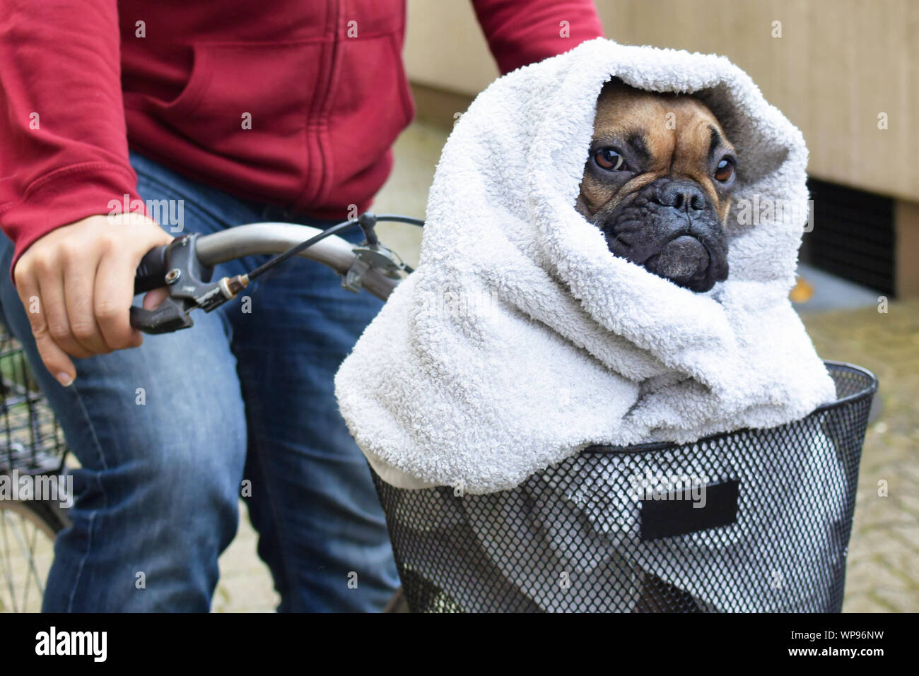 Semplice divertente cane costume con bulldog francese avvolto in un asciugamano seduto in bicicletta paniere ricreando un famoso film scena Foto Stock Semplice divertente cane costume con bulldog francese avvolto in un asciugamano seduto in bicicletta paniere ricreando un famoso film scena Foto Stock