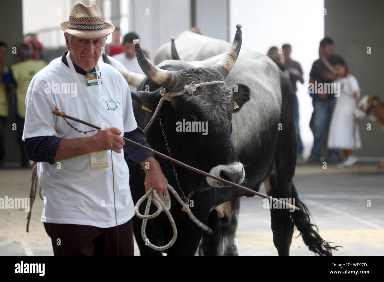 I proprietari mostrano il loro bestiame alla giuria presso la fiera di Bjelovar, Croazia Foto Stock