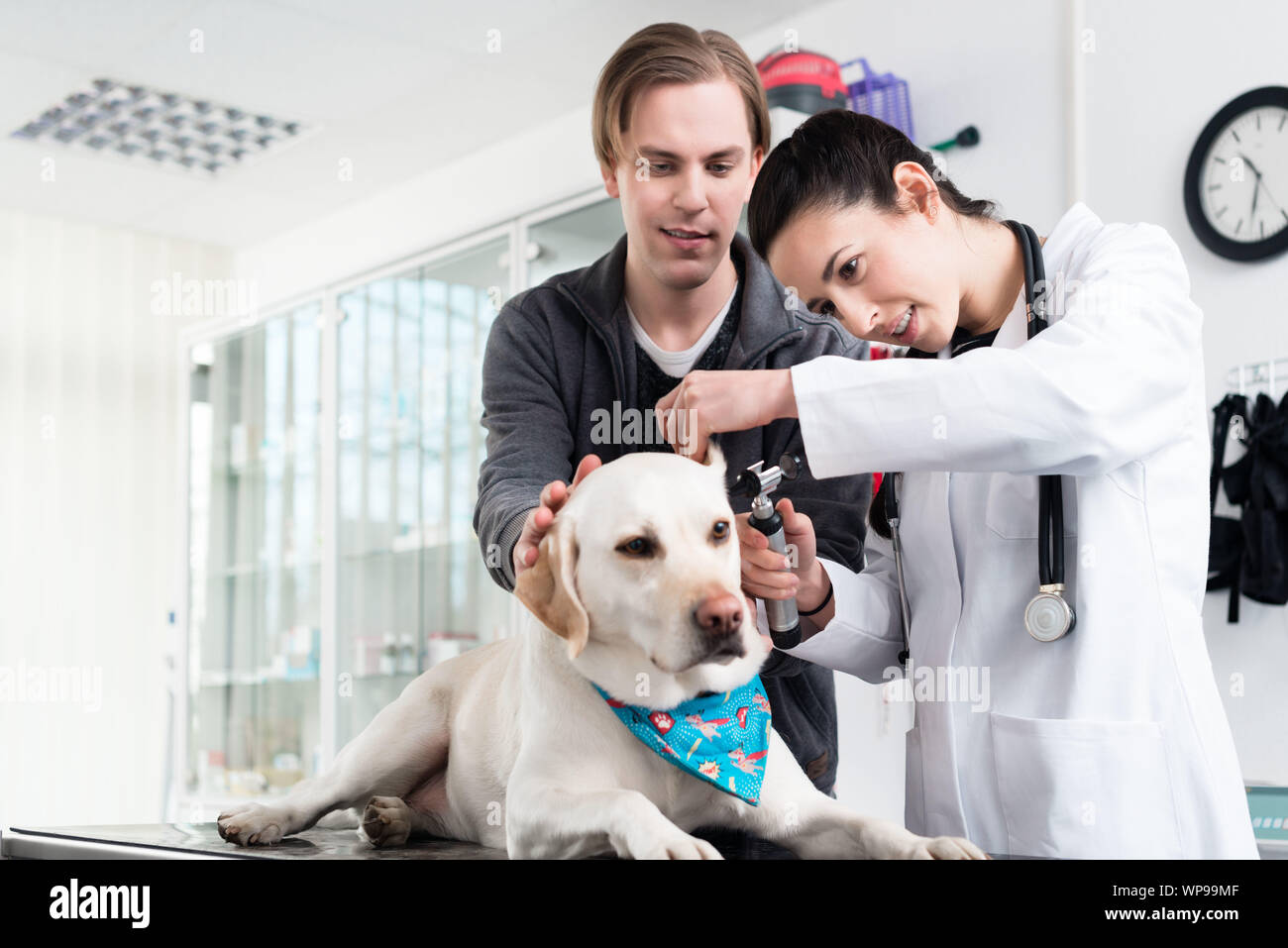 Veterinario femmina esaminando orecchio del labrador Foto Stock