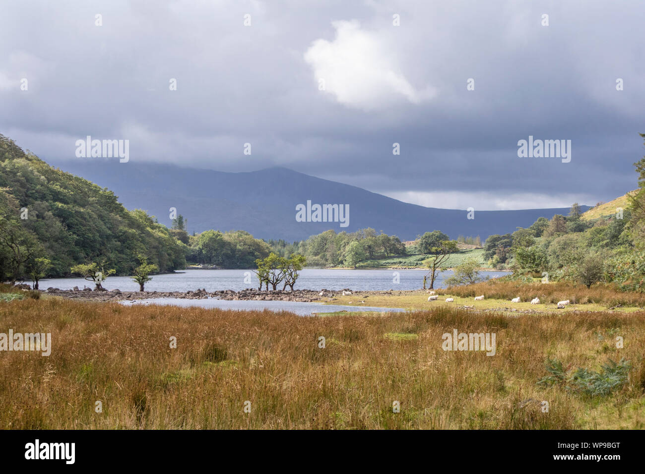Llyn Cynwch lago sul popolare precipizio a piedi, Snowdonia National Park, North Wales, Regno Unito Foto Stock