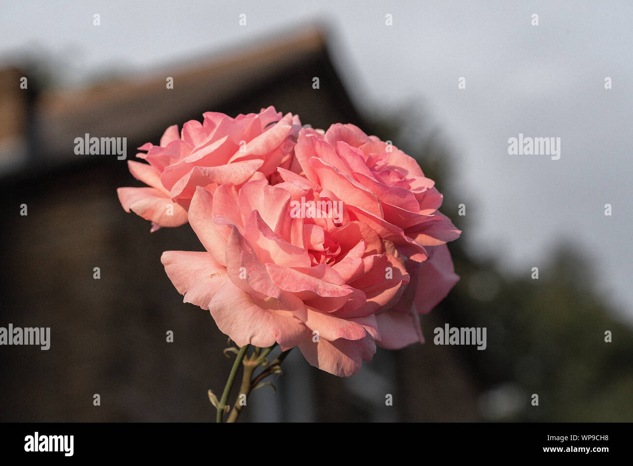 Red rose selvatiche sul giardino stree Foto Stock