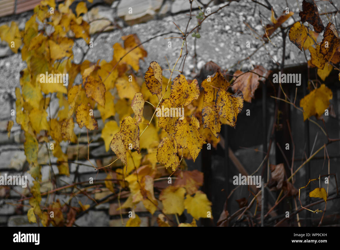 Il ingiallito le foglie di autunno sulla parete Foto Stock