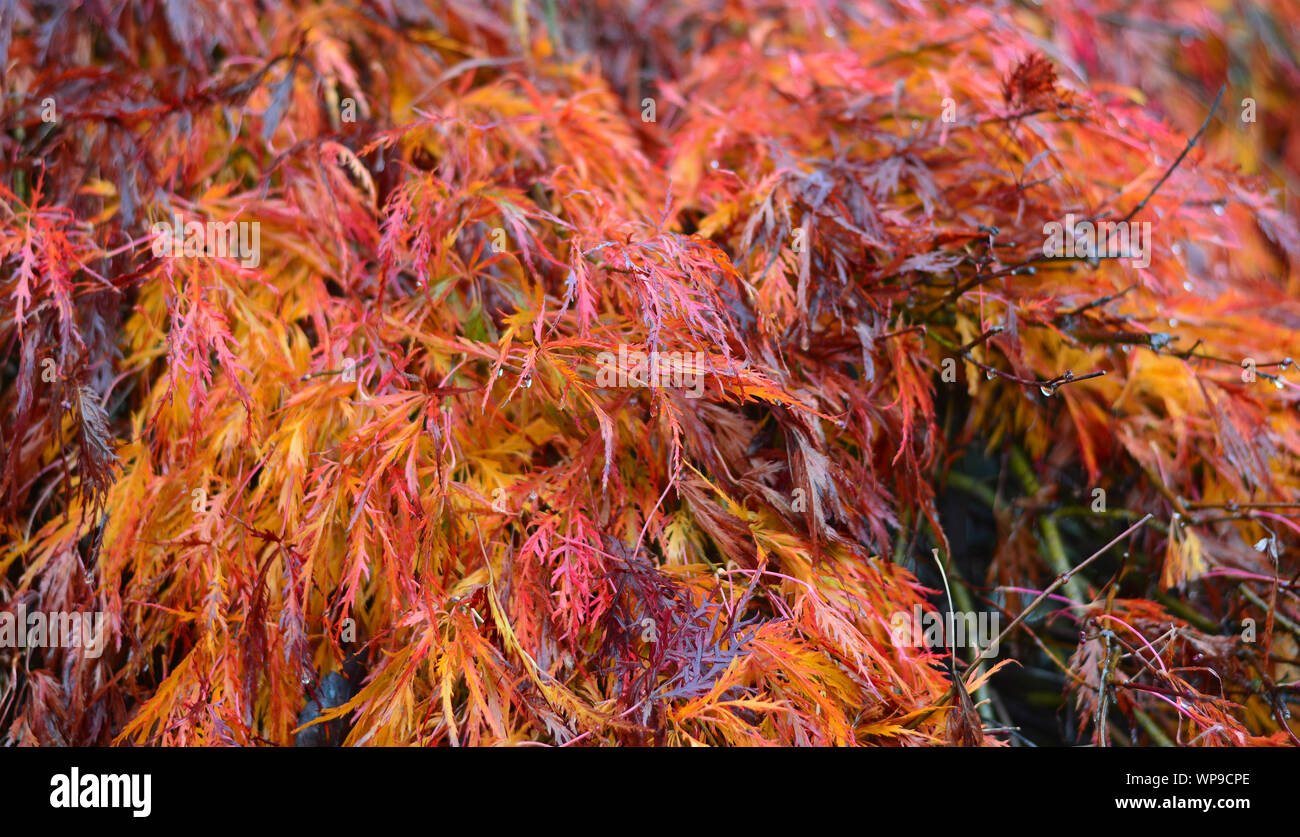 Il meraviglioso autunno in montagna Foto Stock