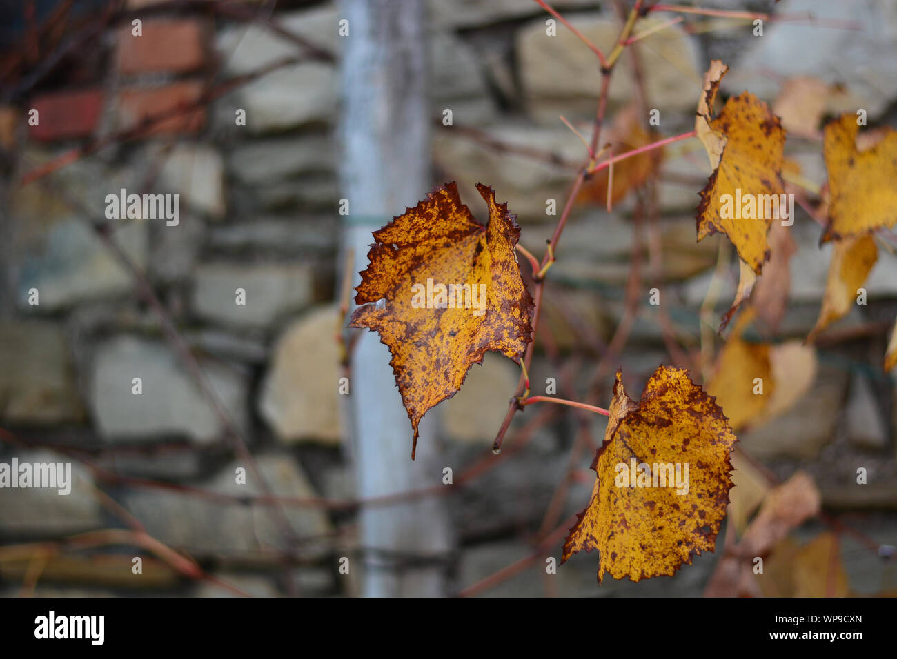 Il meraviglioso autunno in montagna Foto Stock