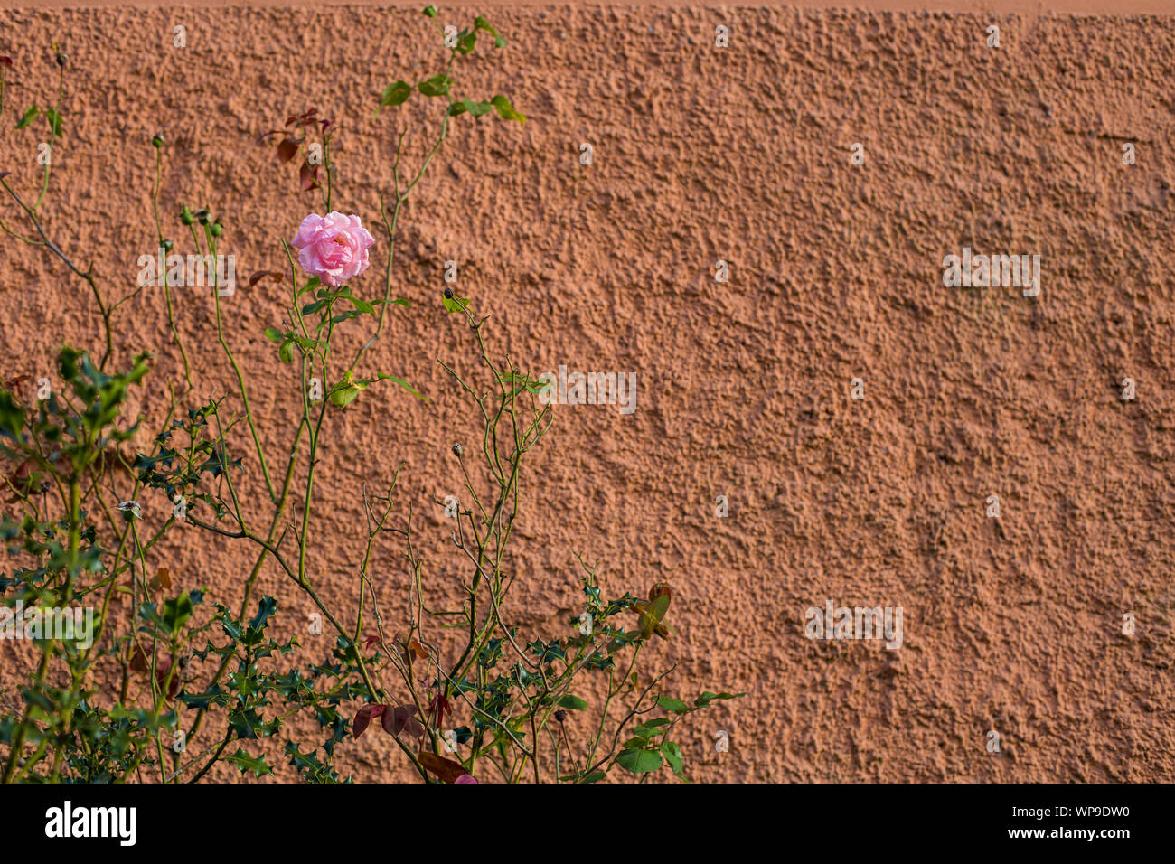 Primo piano di fiori colorati sulla parete di cemento sullo sfondo Foto Stock