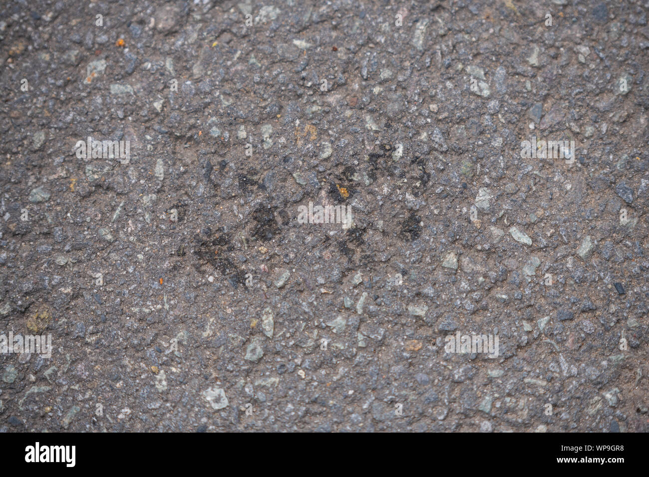 Footprint di un cane su un calcestruzzo country road Foto Stock