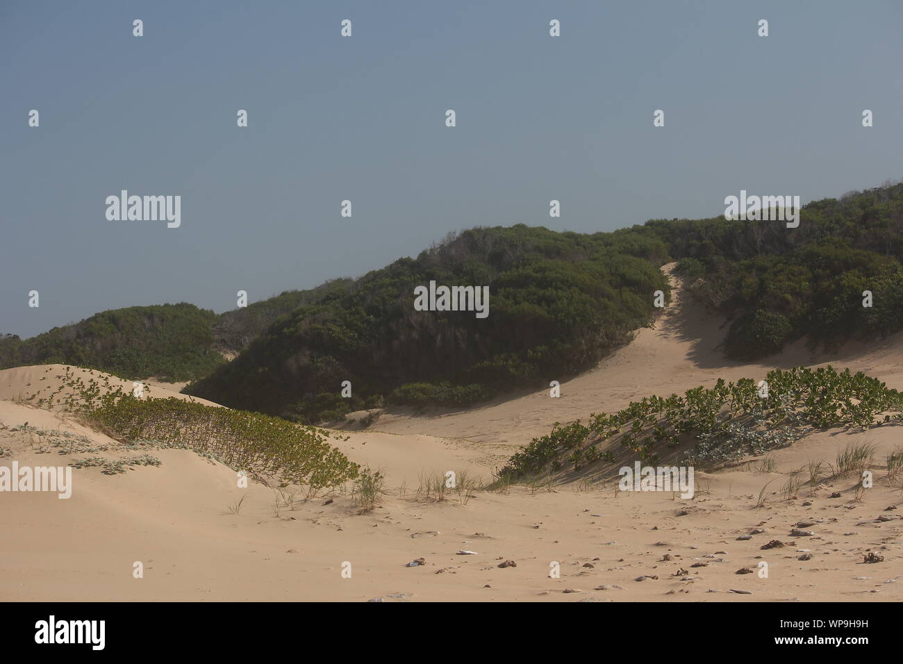 Le dune di sabbia tra Boknes Strand e Cannon rocce, Capo orientale, Sud Africa Foto Stock