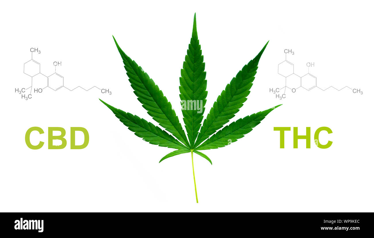Foglia di marijuana con thc cbd struttura chimica Foto Stock