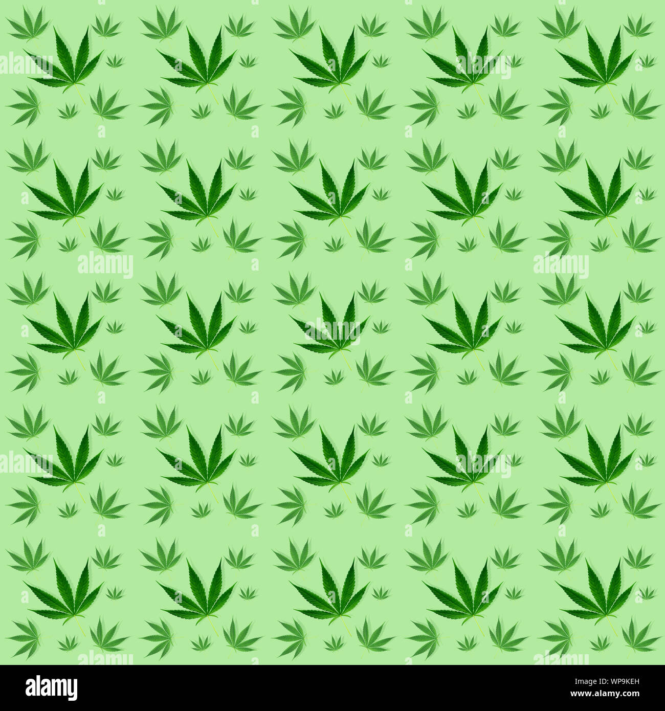 Foglie di marijuana perfetta parete pattern di sfondo della carta Foto Stock