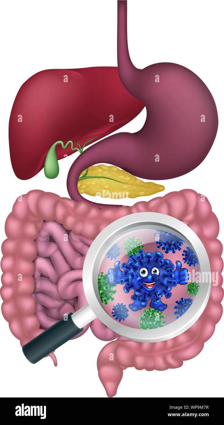 Batteri mascotte cartoon nell intestino o intestino Illustrazione Vettoriale