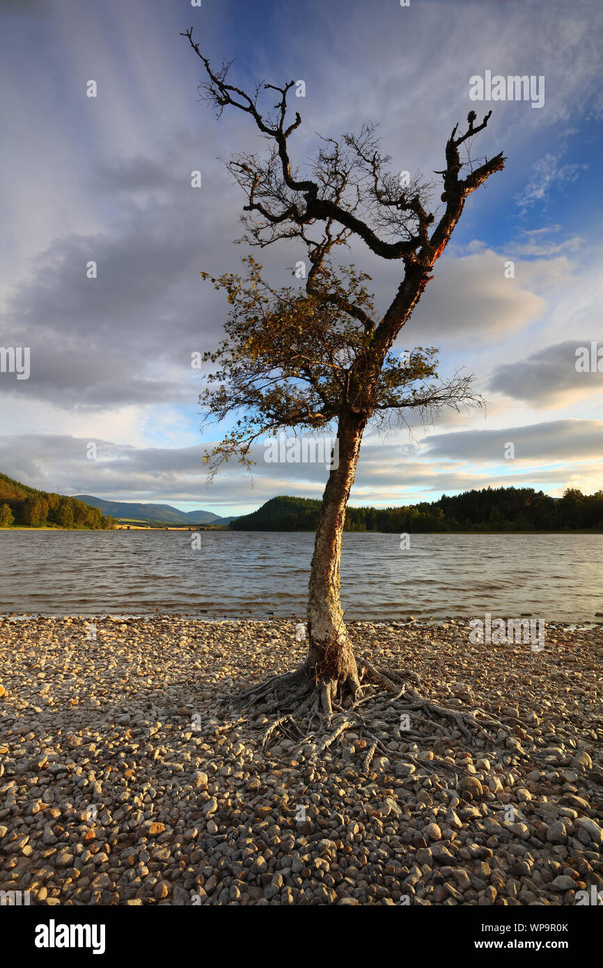 Un Lone Tree con radici che mostra e Loch Pityoulish in background, Cairngorms National Park, Scozia. Foto Stock