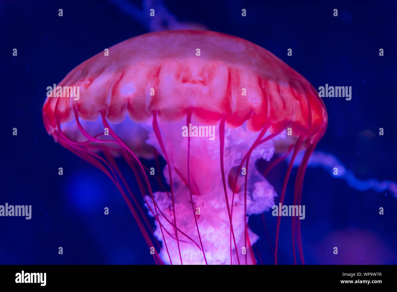 Medusa in un serbatoio dalla nuova sezione all'Acquario di Parigi Foto  stock - Alamy