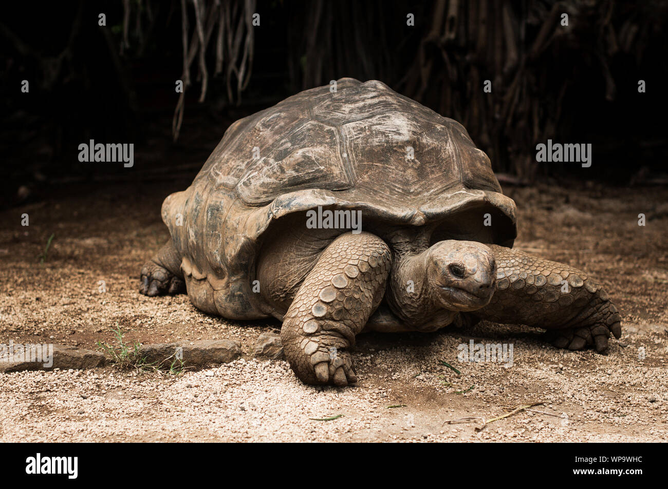 Gigantesca tartaruga delle Seychelles. La Vanille Nature Park. Maurizio. Foto Stock
